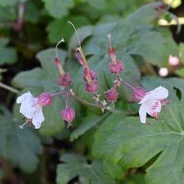 Geranium macr. 'Spessart'  CT 2 litres 