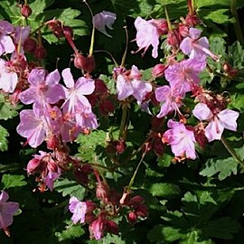 Geranium macr. 'Ingwersen's Variety'  Pot 9 