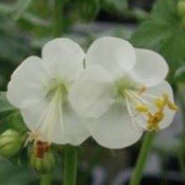 Geranium macr. 'White Ness'  Pot 9 