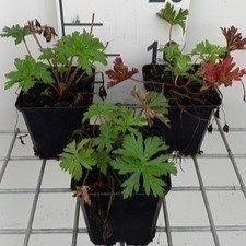 Geranium prat. 'Else Lacey'  Pot 9 