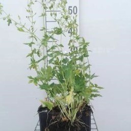 Geranium phaeum 'Album'  Pot 9 