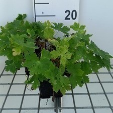 Geranium phaeum 'Raven'  Pot 9 