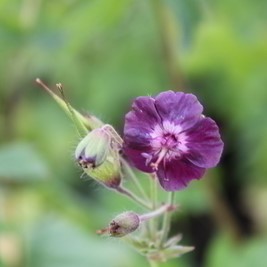 Geranium phaeum 'Samobor'  Pot 9 