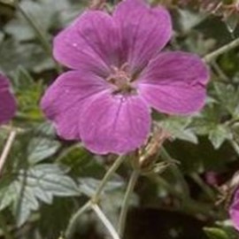 Geranium river. 'Russell Prichard'  Pot 9 