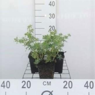 Geranium sang. 'Album'  Pot 9 