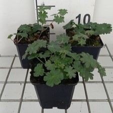 Geranium sang. 'Apfelblüte'  Pot 9 