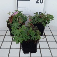 Geranium sang. 'Ankum's Pride'  Pot 9 