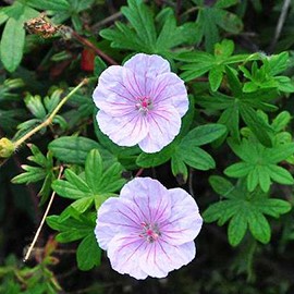 Geranium sang. 'Striatum'  Pot 9 