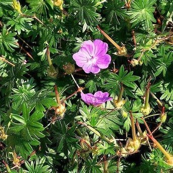 Geranium sang. 'Max Frei'  Pot 9 