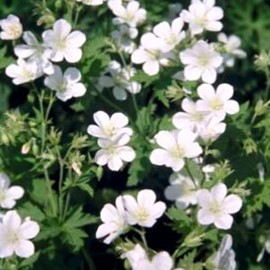 Geranium sylv. 'Album'  Pot 9 