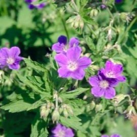 Geranium sylv. 'Mayflower'  Pot 9 