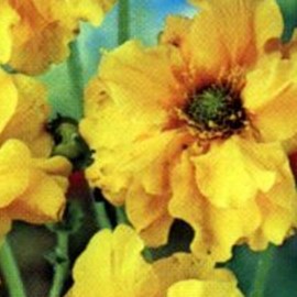 Geum chil. 'Lady Stratheden' (= 'goldball')  Pot 9 