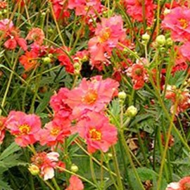 Geum chil. 'Mrs. Bradshaw' (= 'feuerball')  Pot 9 
