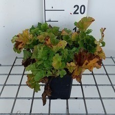 Geum hybr. 'Banana Daiquiri'  Pot 9 
