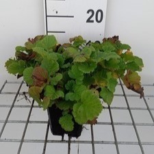 Geum hybr. 'East of Eden'  Pot 9 