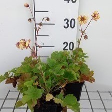 Geum hybr. 'Fluffy Yellow'  Pot 9 