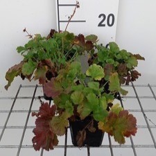Geum hybr. 'Mango Lassi'  Pot 9 