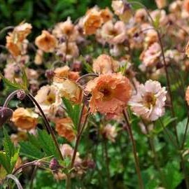 Geum hybr. 'Mai Tai'®  Pot 9 