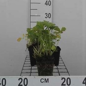 Geum rivale  Pot 9 