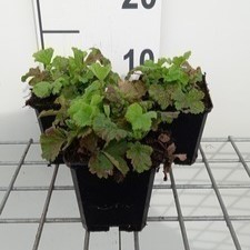 Geum riv. 'Flames of Passion'®  Pot 9 
