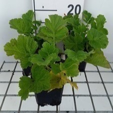 Geum riv. 'Tales of Hex'  Pot 9 