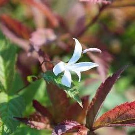 Gillenia trifoliata  Pot 9 