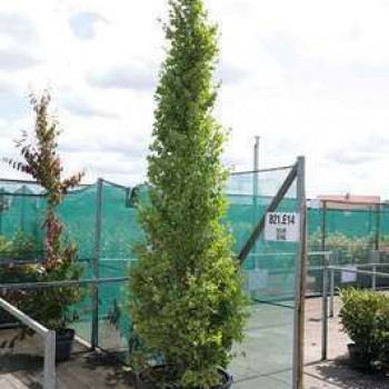 Ginkgo bil. 'Fastigiata Blagon'® 3 à 3.5 m CT 130 litres 