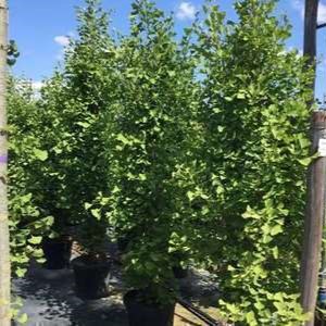 Ginkgo bil. 'Eiffel' Tige 10/12 Cont. ramifié 
