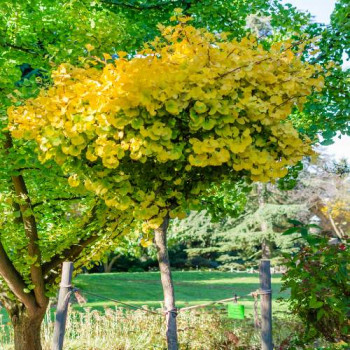 Ginkgo bil. 'Mariken' Demi-tige CT 18 litres 