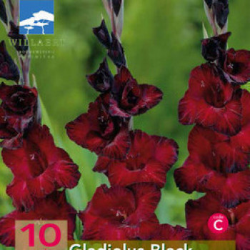 Gladiolus hybr. 'Black'  X10 