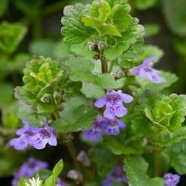 Glechoma hederacea  Pot 9 