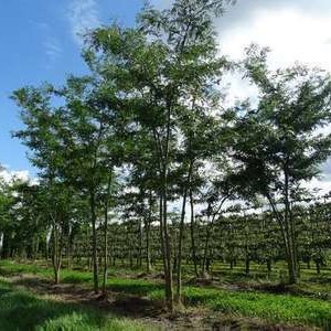 Gleditsia triac. 'Inermis' 2 à 2.25 m CT 90 litres en cépée 