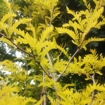 Gleditsia triac. 'Sunburst' Tige 12/14 Cont. 