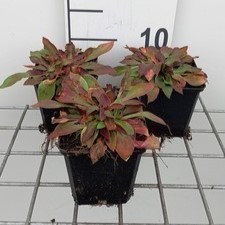 Goniolimon tataricum ( limonium tat.)  Pot 9 