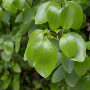 Griselinia littoralis 0.40 à 0.50 m CT 3 litres 