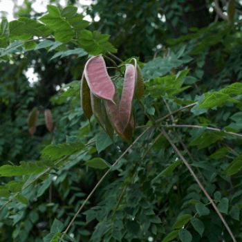 Gymnocladus dioica Tige 12/14 Cont. 
