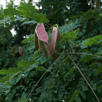 Gymnocladus dioica Tige 10/12 Cont. 