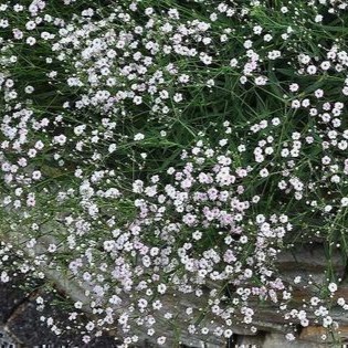 Gypsophila hybr. 'Rosenschleier'  Pot 9 