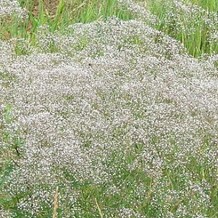 Gypsophila pan. 'Schneeflocke'  Pot 9 
