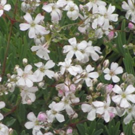 Gypsophila repens 'Alba'  Pot 9 