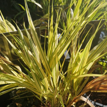 Hakonechloa macra 'Aureola'  Pot 9 
