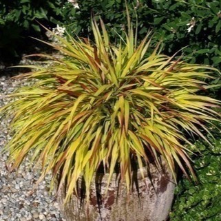 Hakonechloa macra 'Sunflare'®  Pot 9 