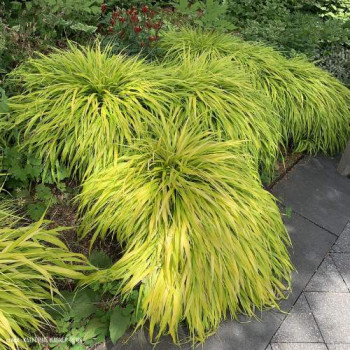 Hakonechloa macra 'All Gold'  CT 3 litres 