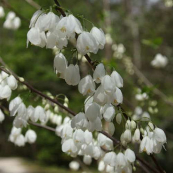 Halesia carolina 0.30 à 0.40 m Cont. 