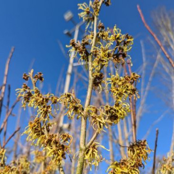 Hamamelis int. 'Arnold Promise' 0.60 à 0.80 m Cont. 