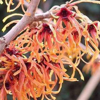 Hamamelis int. 'Feuerzauber' (= 'fire charm') 0.60 à 0.80 m Cont. 