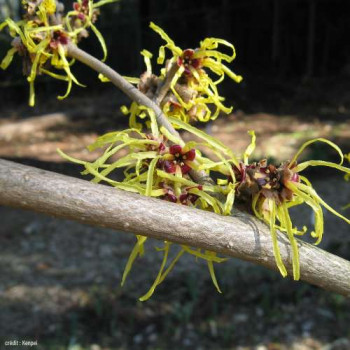 Hamamelis int. 'Pallida' 0.80 à 1 m Cont. 