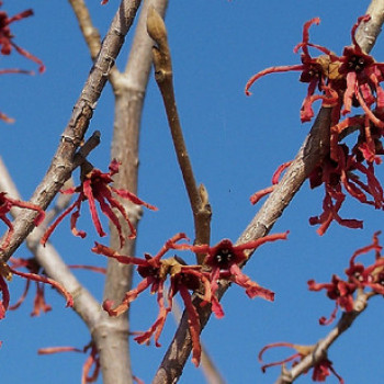 Hamamelis int. 'Ruby Glow' (= 'adonis/r. superba') 0.80 à 1 m Cont. 