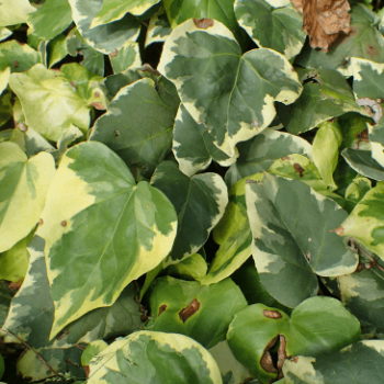 Hedera colch. 'Dentata Variegata' 0.50 à 0.60 m Cont. 