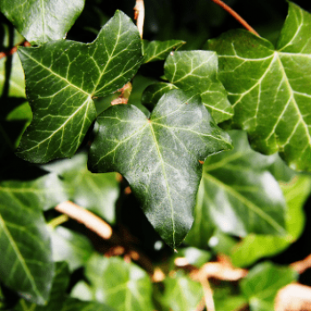 Hedera hibernica  Pot 9 